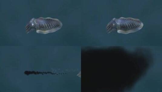 乌贼 墨斗鱼 乌贼伪装 海底世界 3D动画高清在线视频素材下载