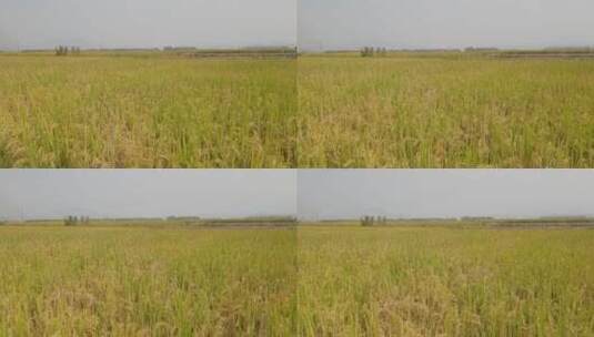 4k 秋天的乡村水稻田稻谷高清在线视频素材下载