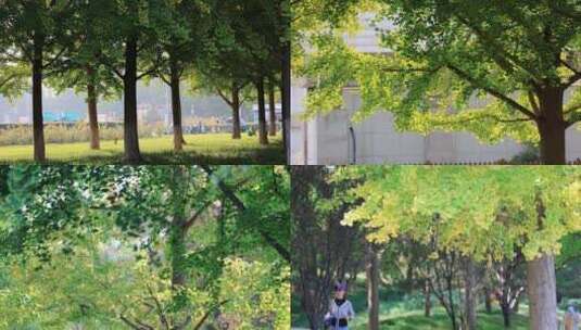 北京街道银杏树高清在线视频素材下载