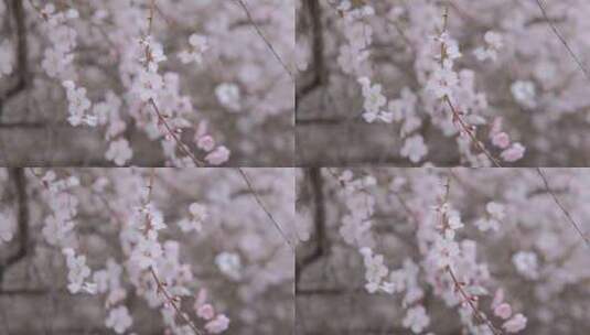 春天在微风中盛开的桃花高清在线视频素材下载