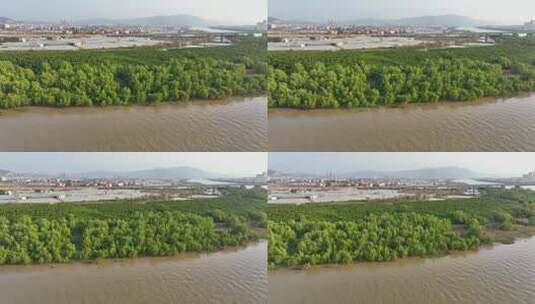 航怕福建漳州九龙江生态系统红树林湿地高清在线视频素材下载