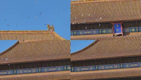 紫禁城皇宫上有鸽子飞过高清在线视频素材下载