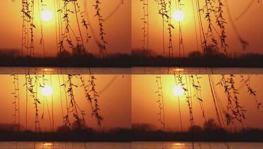 夕阳柳树唯美黄昏空镜素材高清在线视频素材下载
