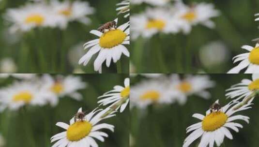 春天蜜蜂高清在线视频素材下载