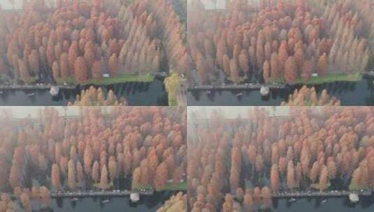 上海青西郊野公园水上森林高清在线视频素材下载
