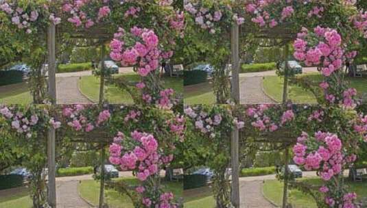 澳大利亚墨尔本葡萄园酿酒唯美风景鲜花花架高清在线视频素材下载