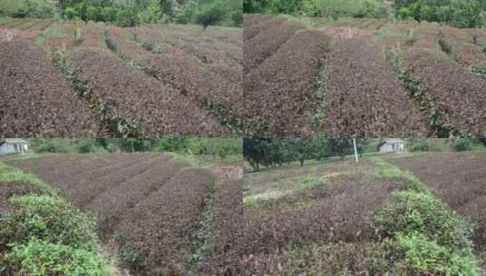 大旱旱情茶园茶树茶叶灾情灾害旱灾高清在线视频素材下载