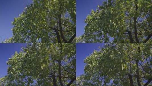 夏天阳光树叶唯美空镜头意境高清在线视频素材下载