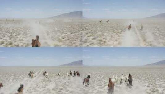 航拍马群奔跑高清在线视频素材下载