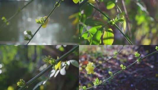 春天迎春花发芽嫩芽高清在线视频素材下载