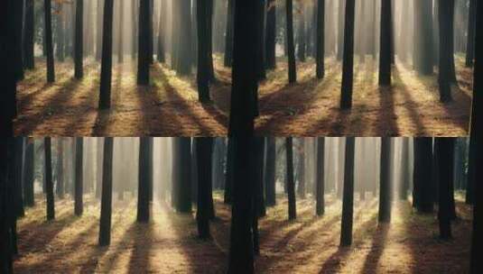 树林中的丁达尔阳光高清在线视频素材下载