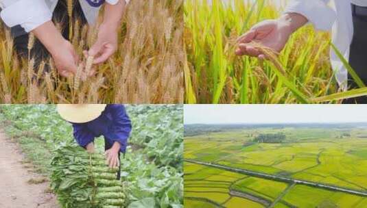 农产品丰收高清在线视频素材下载