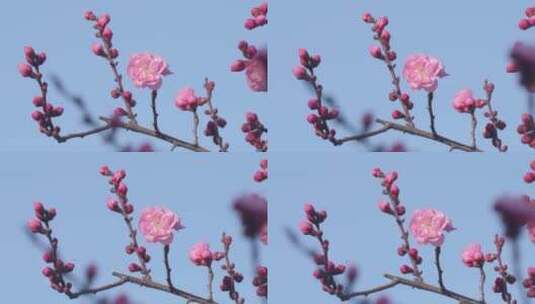 春天阳光下盛开的梅花高清在线视频素材下载