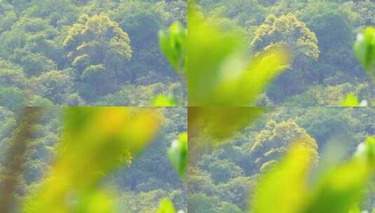 户外山林树木高清在线视频素材下载