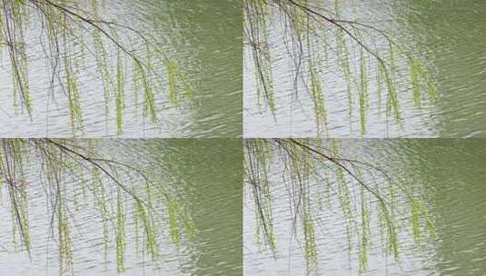 实拍湖边的柳树高清在线视频素材下载