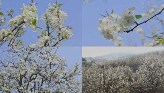 春暖花开梨花盛开合集高清在线视频素材下载