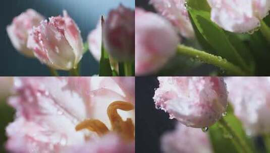 雨中的重瓣郁金香花朵，水滴从花瓣滴落视频高清在线视频素材下载