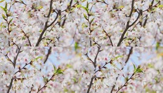 春天武大阳光下的樱花4K高清在线视频素材下载
