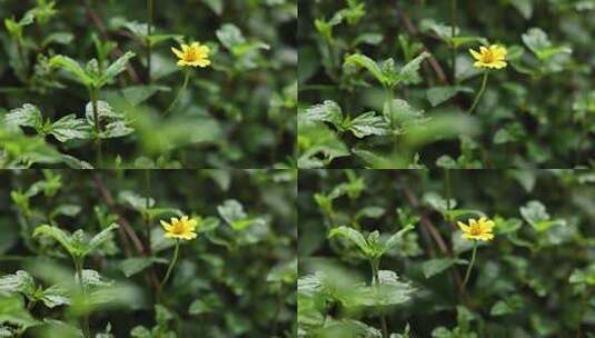 夏日清新蟛蜞菊在绿草从中高清在线视频素材下载
