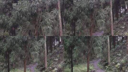 彭州中坝森林公园高清在线视频素材下载