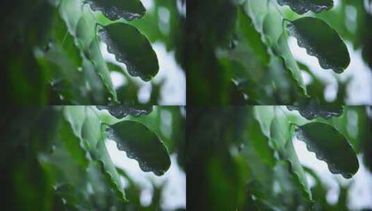 雨中的植物树叶雨滴特写高清在线视频素材下载