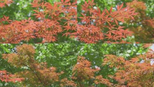 实拍夏天阳光下的枫树植物风景特写视频素材高清在线视频素材下载
