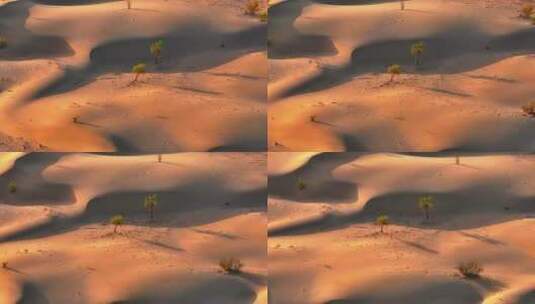 沙漠中的胡杨树高清在线视频素材下载
