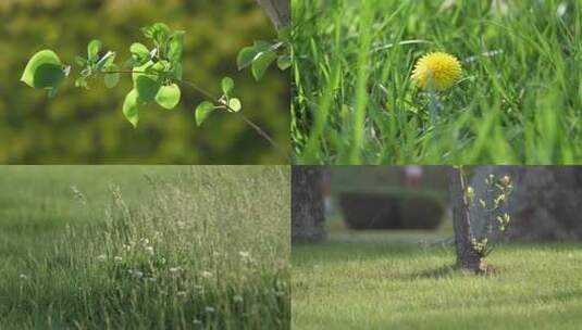 夏天通用绿色植物素材【4K】高清在线视频素材下载