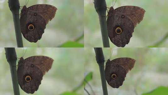 亚马逊的一只美丽蝴蝶高清在线视频素材下载