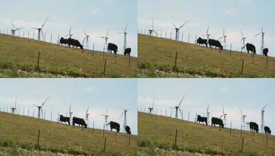 发电风车牛群工业农业和谐发展高清在线视频素材下载