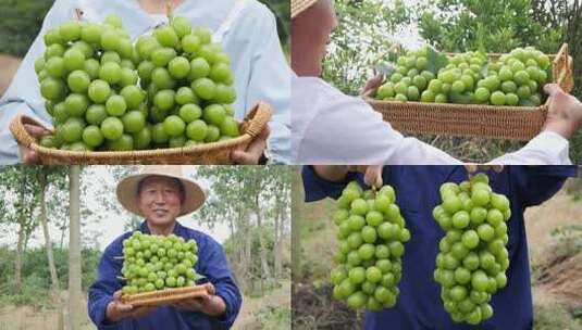 阳光玫瑰青提高清在线视频素材下载