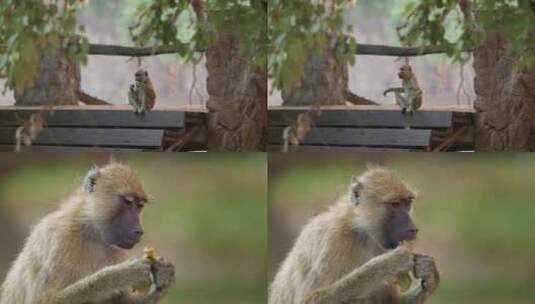 猴子狒狒吃东西高清在线视频素材下载
