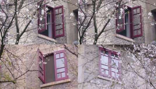 武汉大学樱花教学楼红窗户高清在线视频素材下载