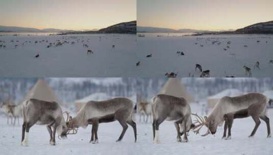 麋鹿动物航拍高清在线视频素材下载