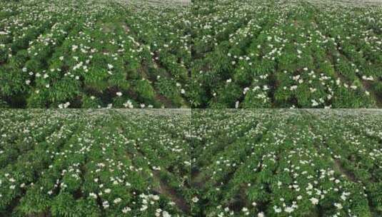 航拍中草药种植基地芍药花田地高清在线视频素材下载