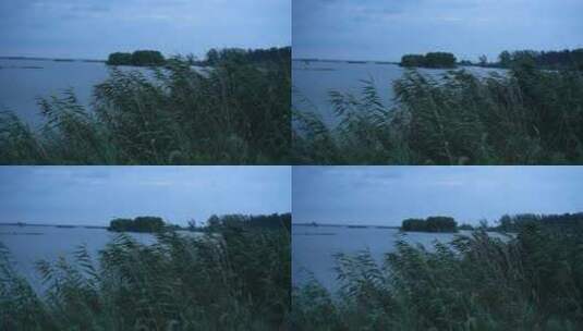 傍晚的芦苇荡湖面景色高清在线视频素材下载