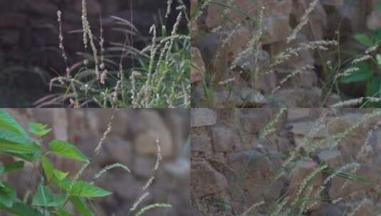 下午拍摄的园中小草一组镜头高清在线视频素材下载