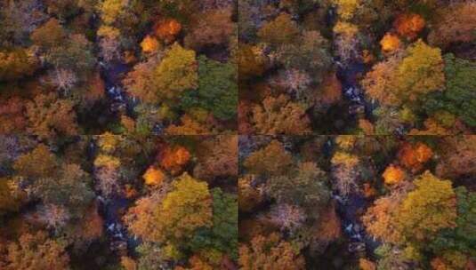 秋季唯美彩林 秋景高清在线视频素材下载