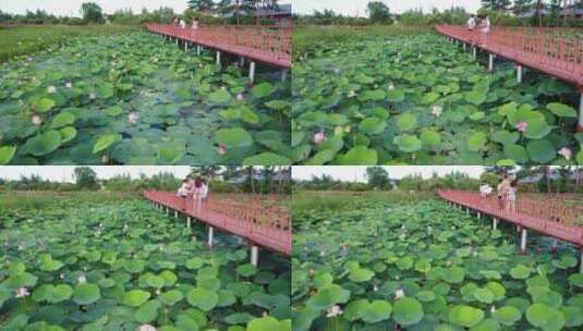 荷花 池塘 小桥高清在线视频素材下载