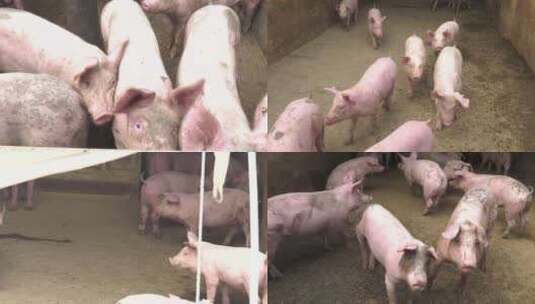 猪圈牲畜养殖农村畜牧业高清在线视频素材下载