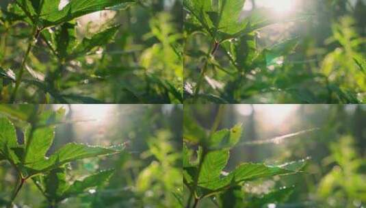 树叶阳光穿透树叶原始森林植物高清在线视频素材下载