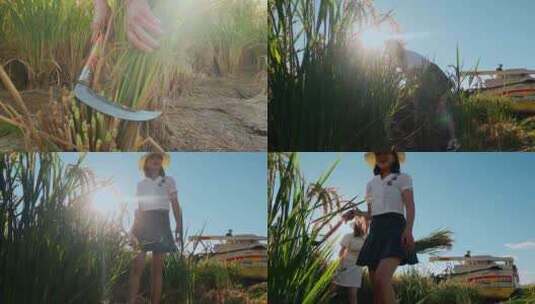 乡村振兴返乡美女大学生学习收割水稻高清在线视频素材下载