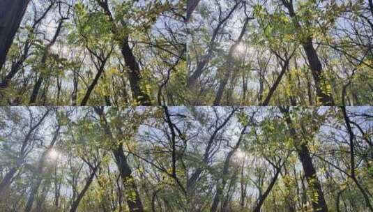 秋季小树林光影高清在线视频素材下载