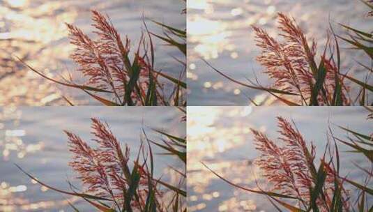 秋天水边的芦苇花高清在线视频素材下载
