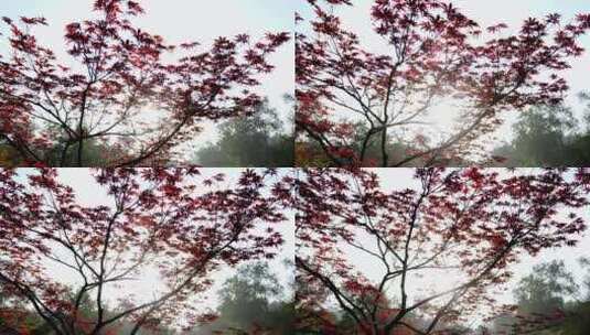 秋天的红色枫叶在阳光下的景观高清在线视频素材下载