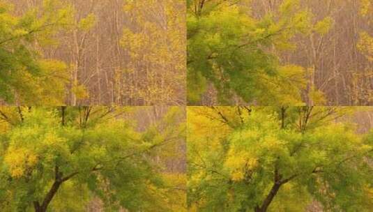 黄叶秋季树木高清在线视频素材下载