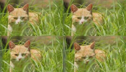 春天公园草丛里的流浪猫橘猫高清在线视频素材下载