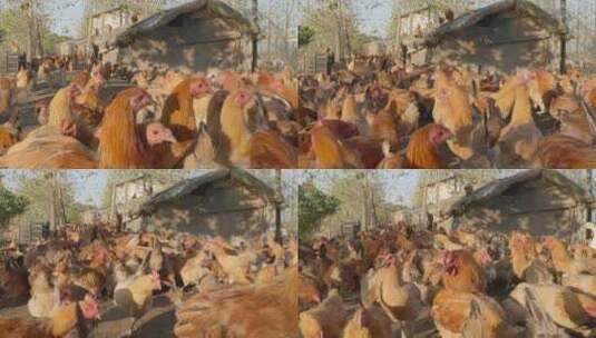 乡村养鸡厂鸡鸭鹅家禽三农高清在线视频素材下载