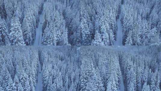 雪景  雪雾 松林高清在线视频素材下载