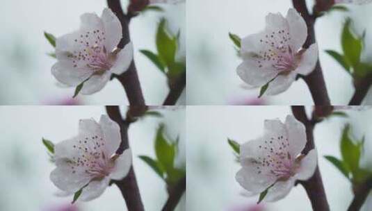 阴天下雨小雨花朵杏花桃花樱花高清在线视频素材下载